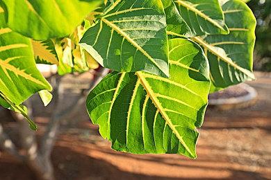 NS版《骇客时空：最后的记录》序章视频公开 3月10日发售